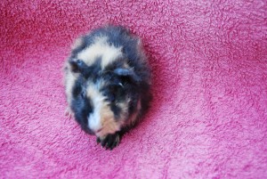 Bommel