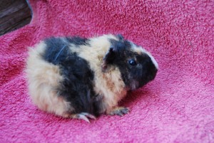 Bommel