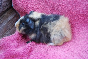 Bommel