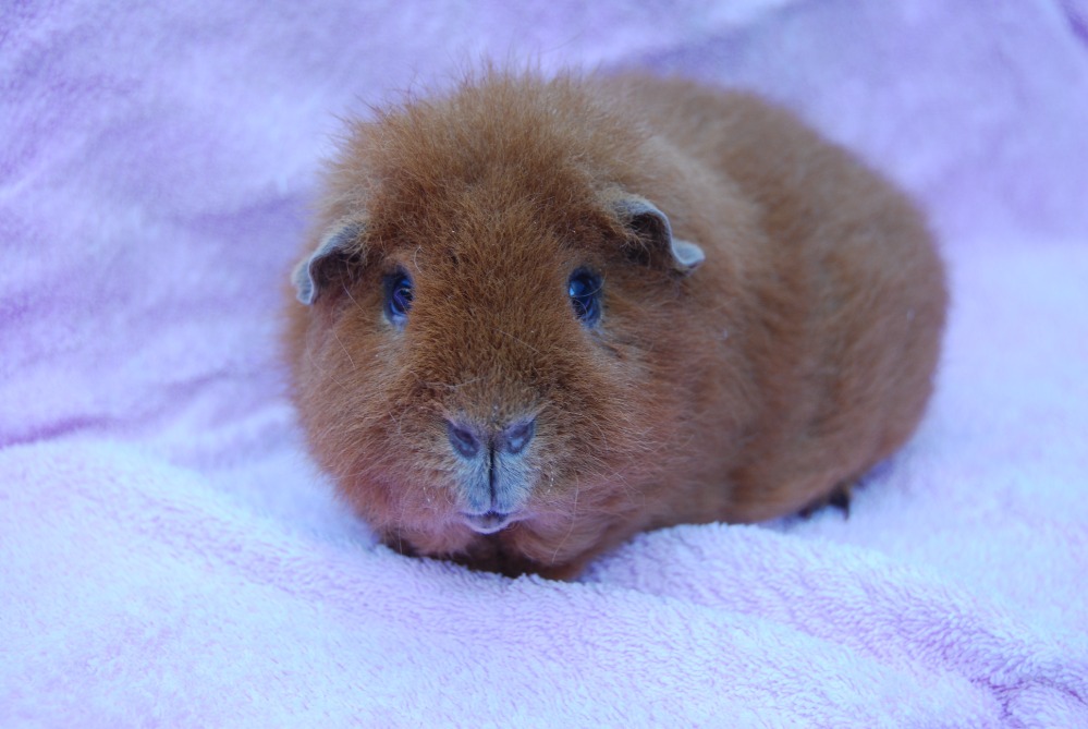 Linus