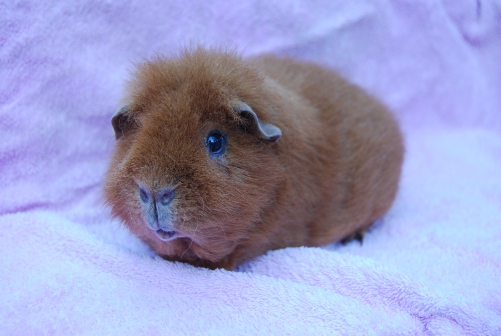Linus