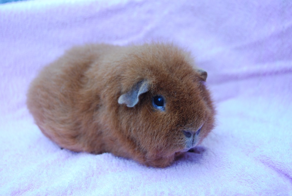 Linus