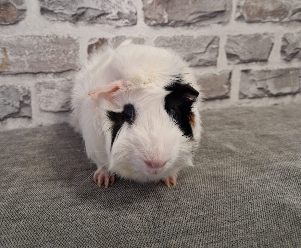 Rocky