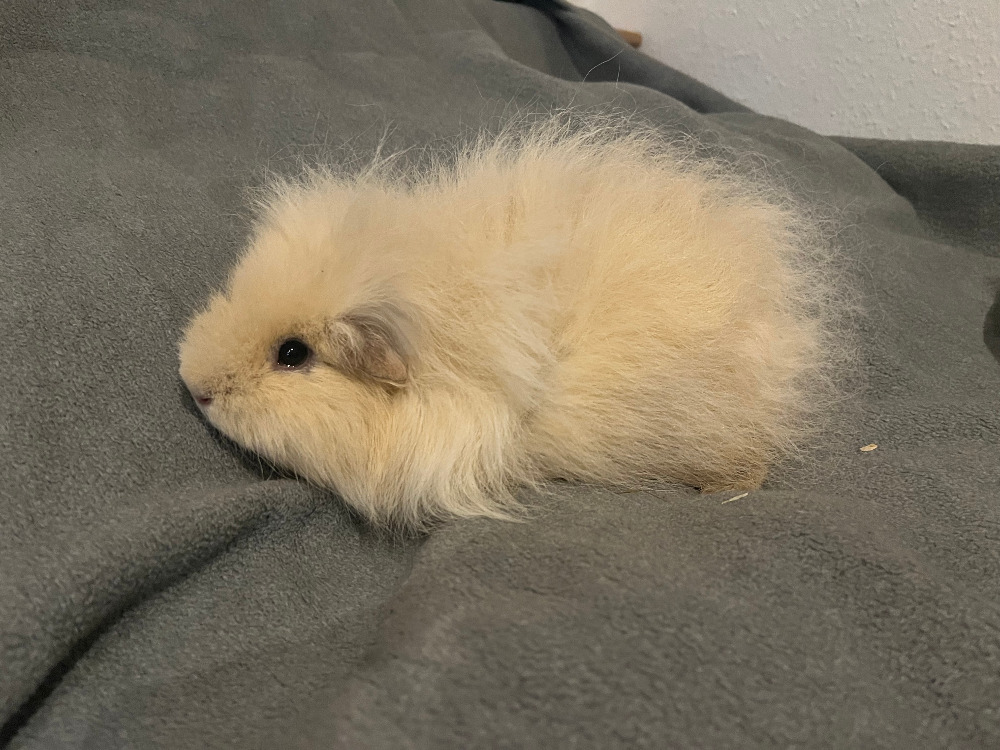 Vanille