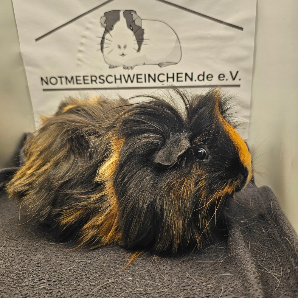 Flauschi