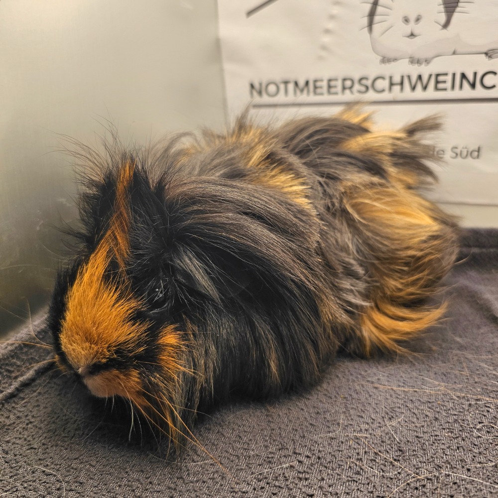 Flauschi