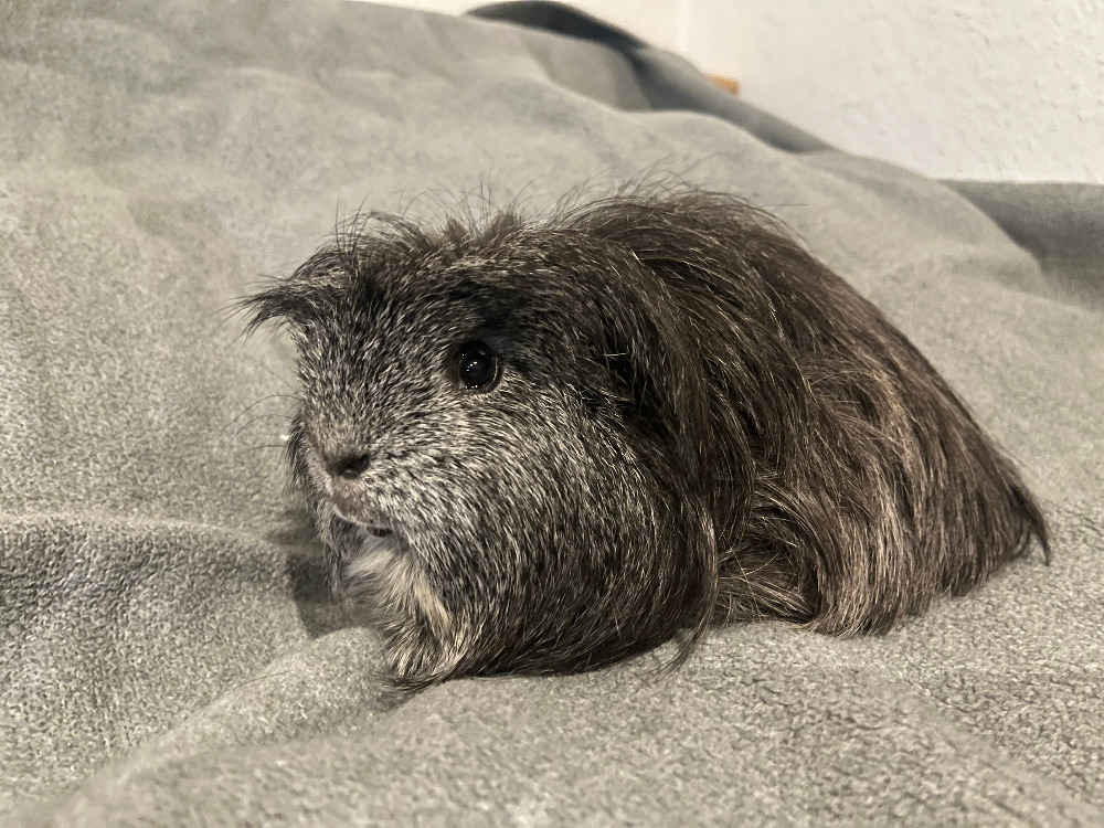 Flauschi