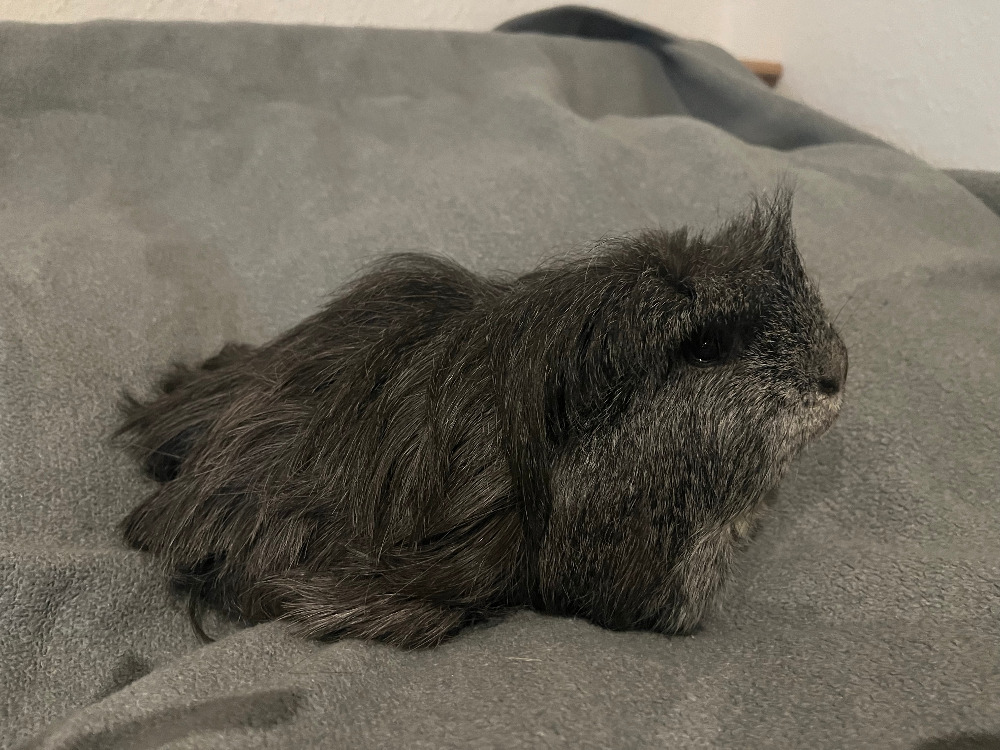 Flauschi