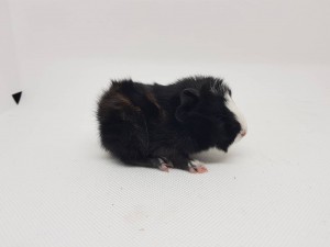 Alpollo
