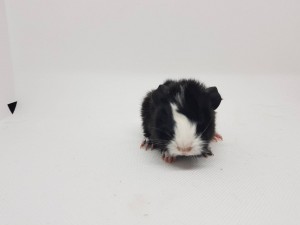Alpollo