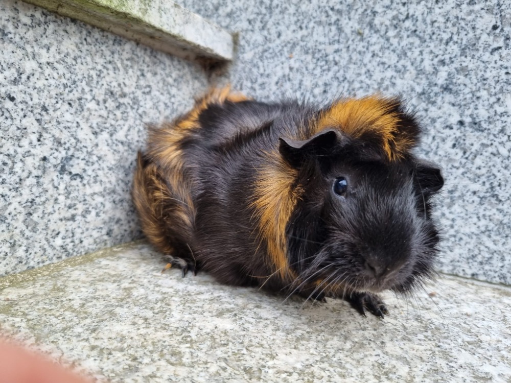 Pauli