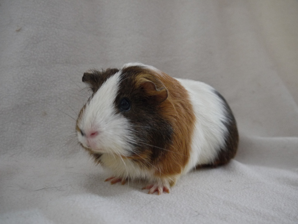 Frieda