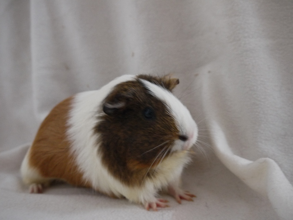 Frieda