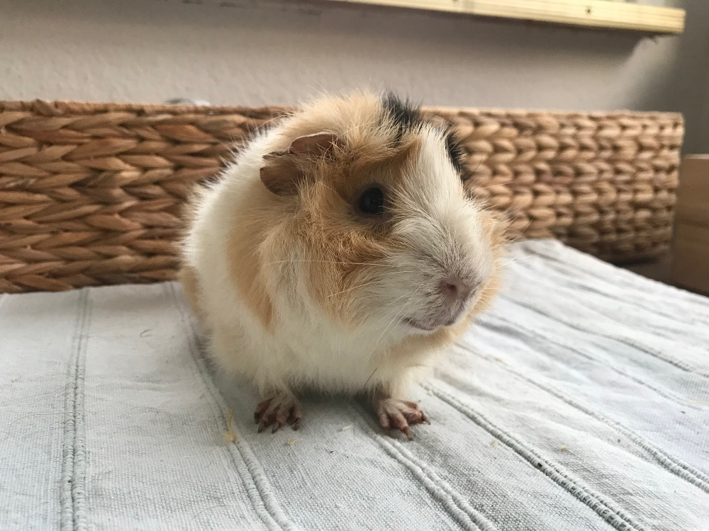 Keno