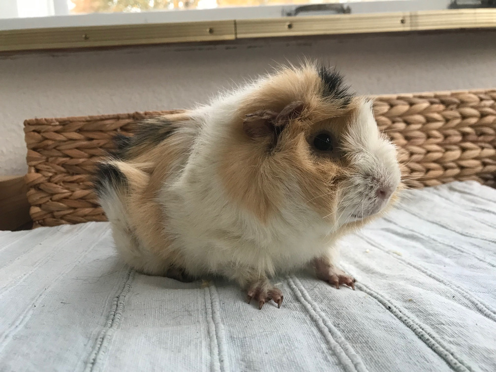 Keno
