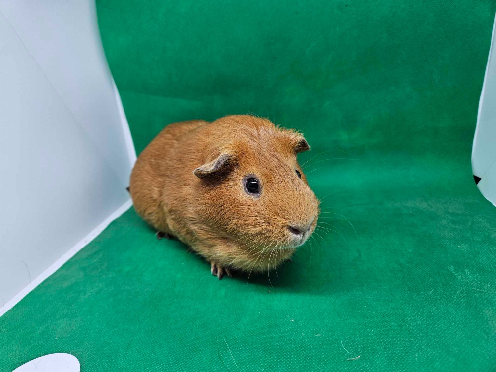 Ron