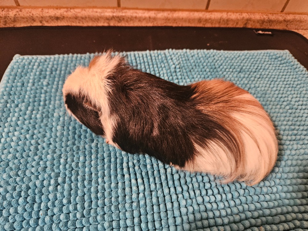 Polly