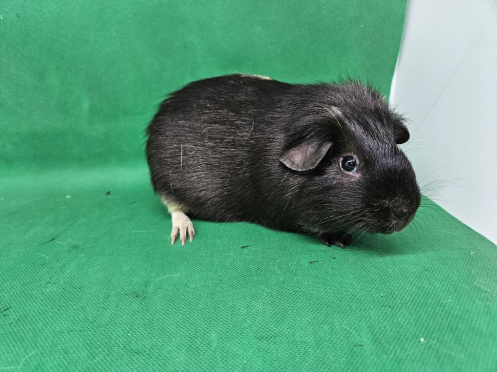 Paul