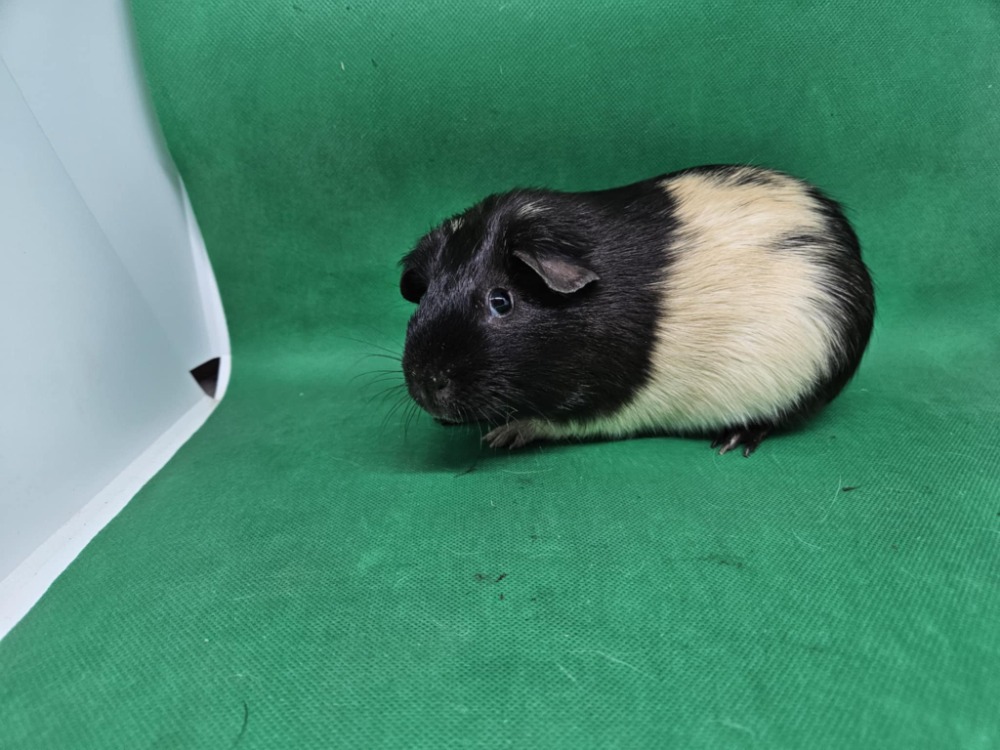 Paul