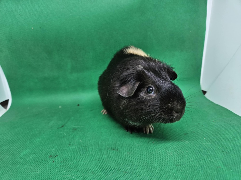 Paul