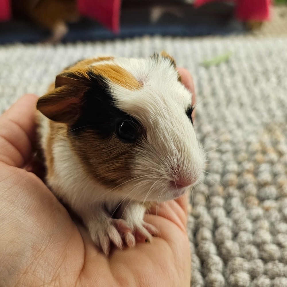 Raki