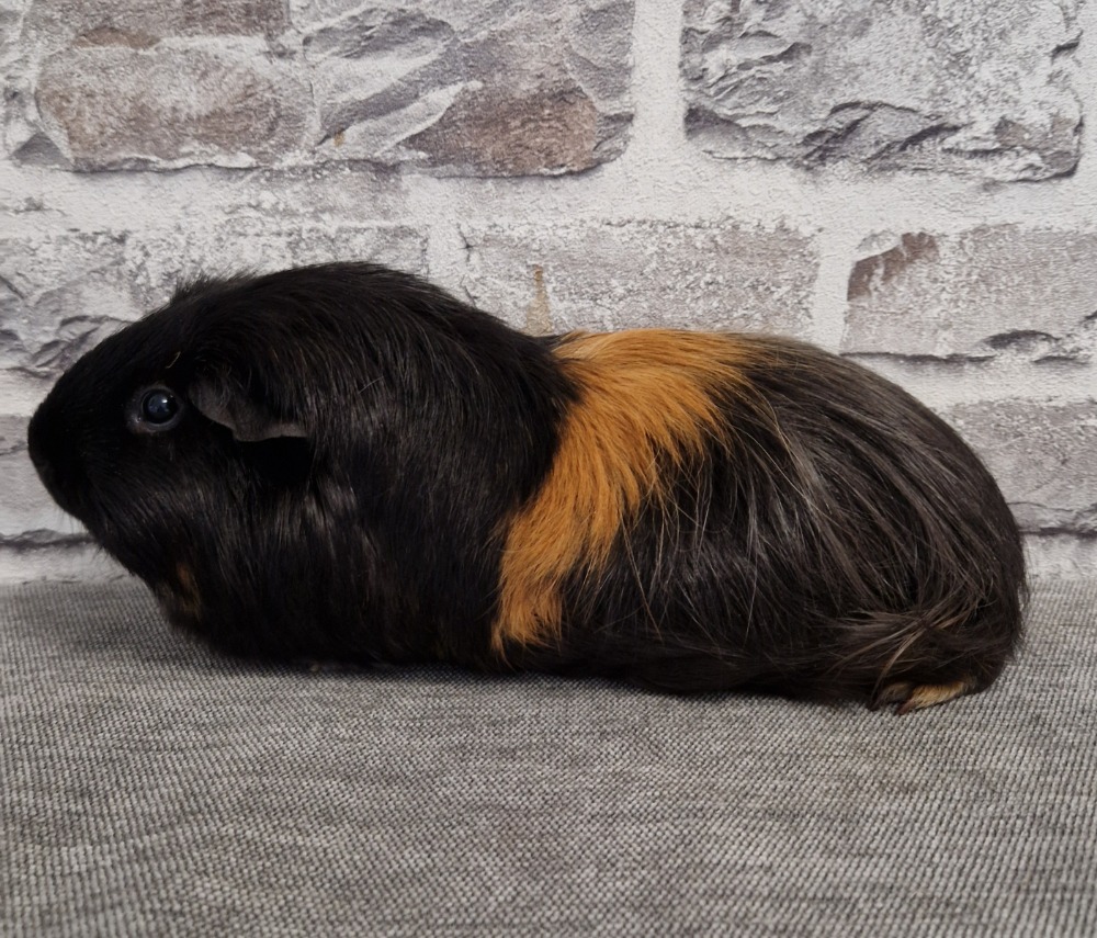Muggel
