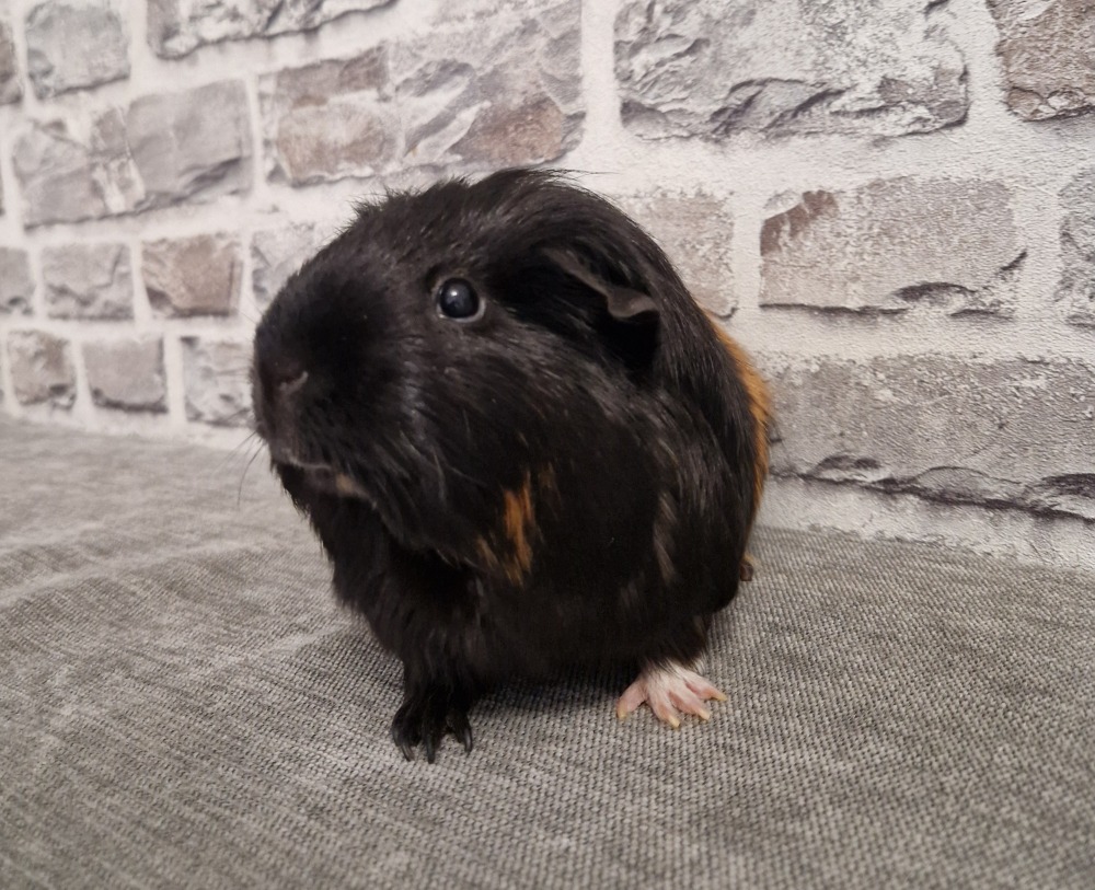 Muggel