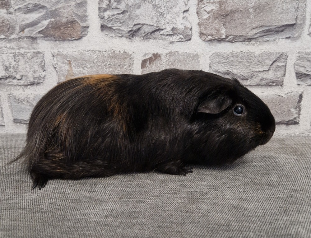 Muggel