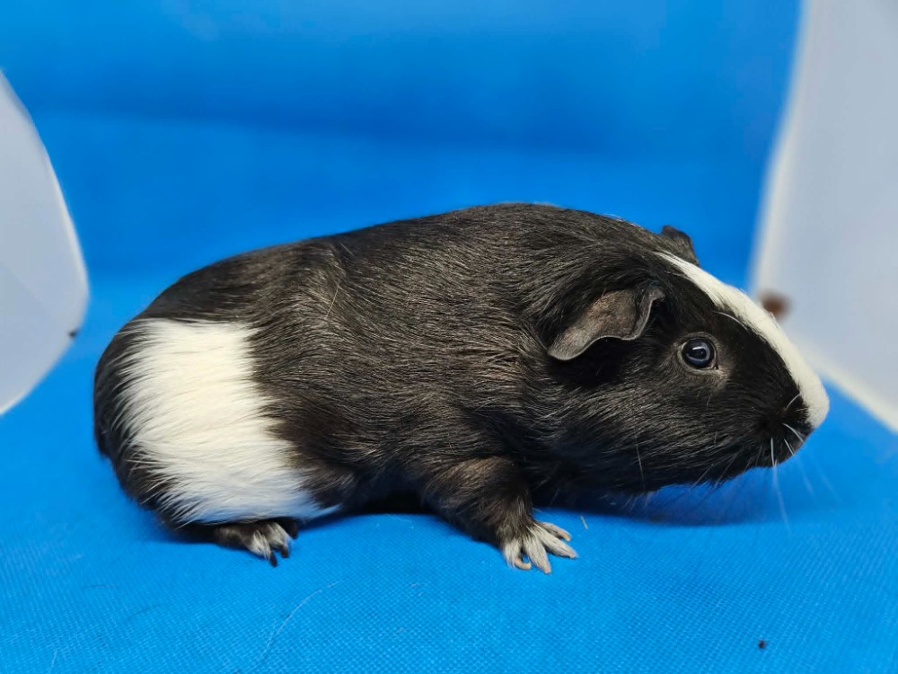 Sir Percival