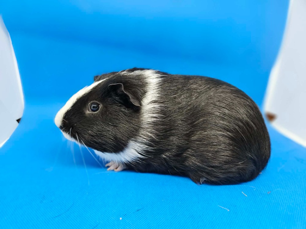 Sir Percival