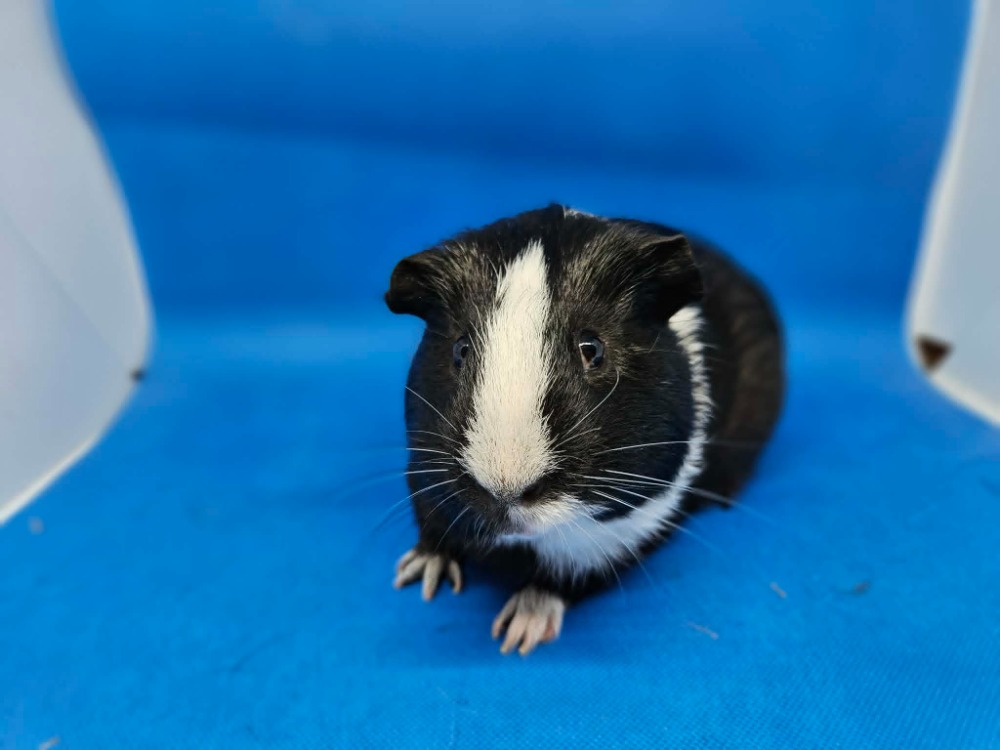 Sir Percival