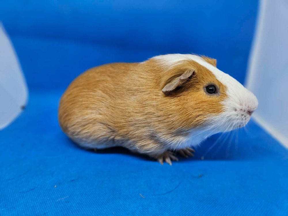 Sir Lancelot