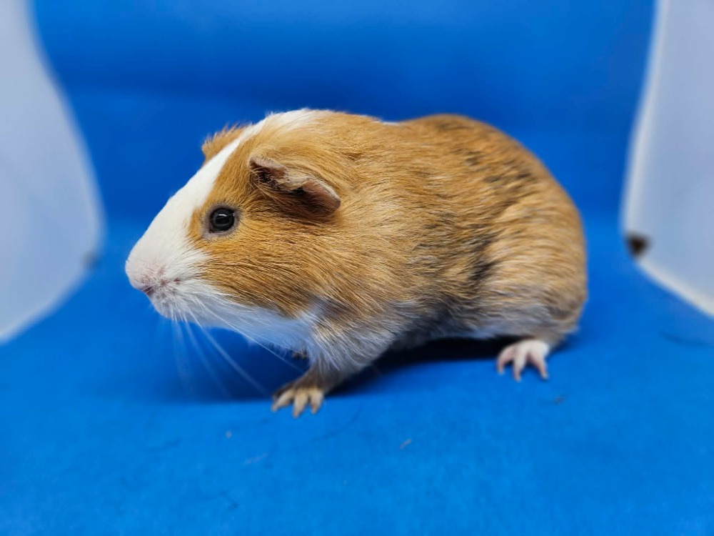 Sir Lancelot