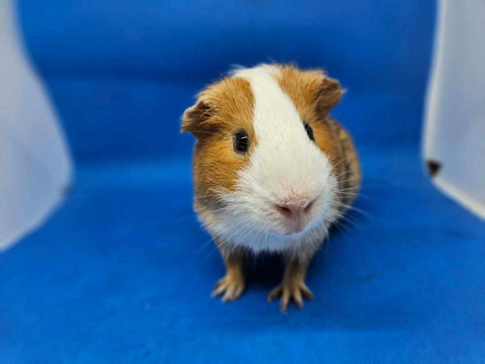 Sir Lancelot