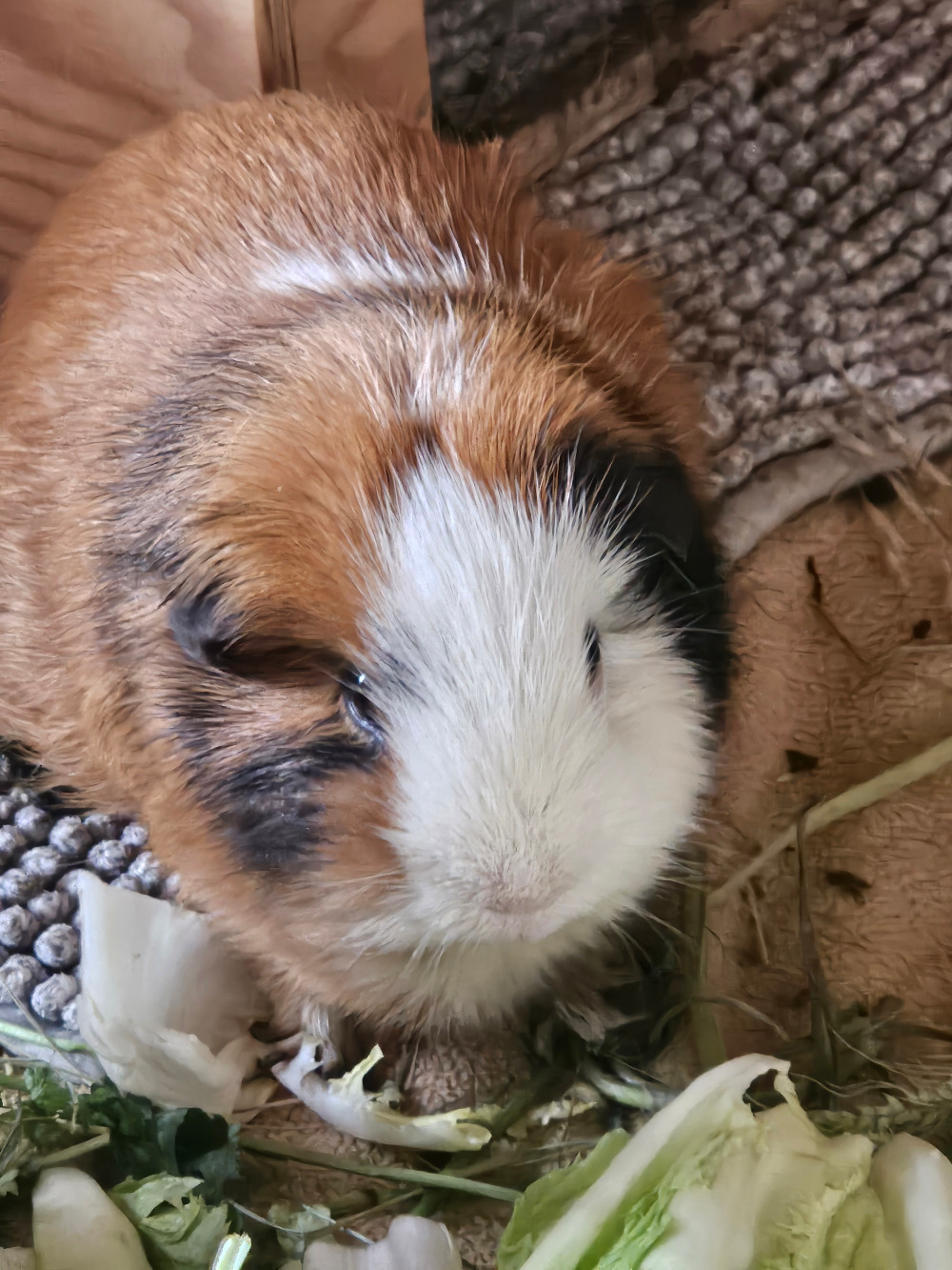 Willi
