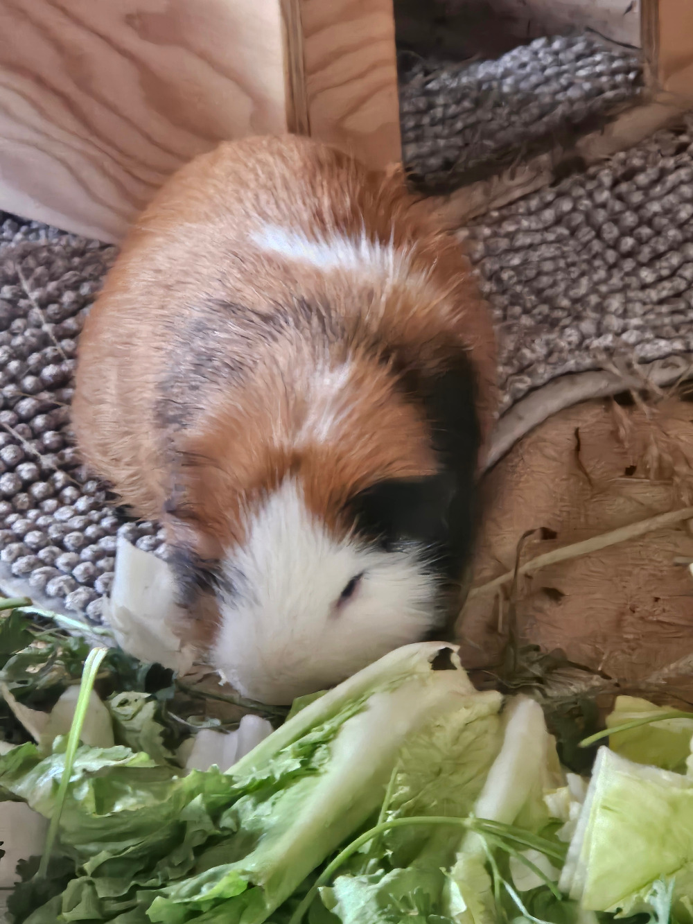 Willi