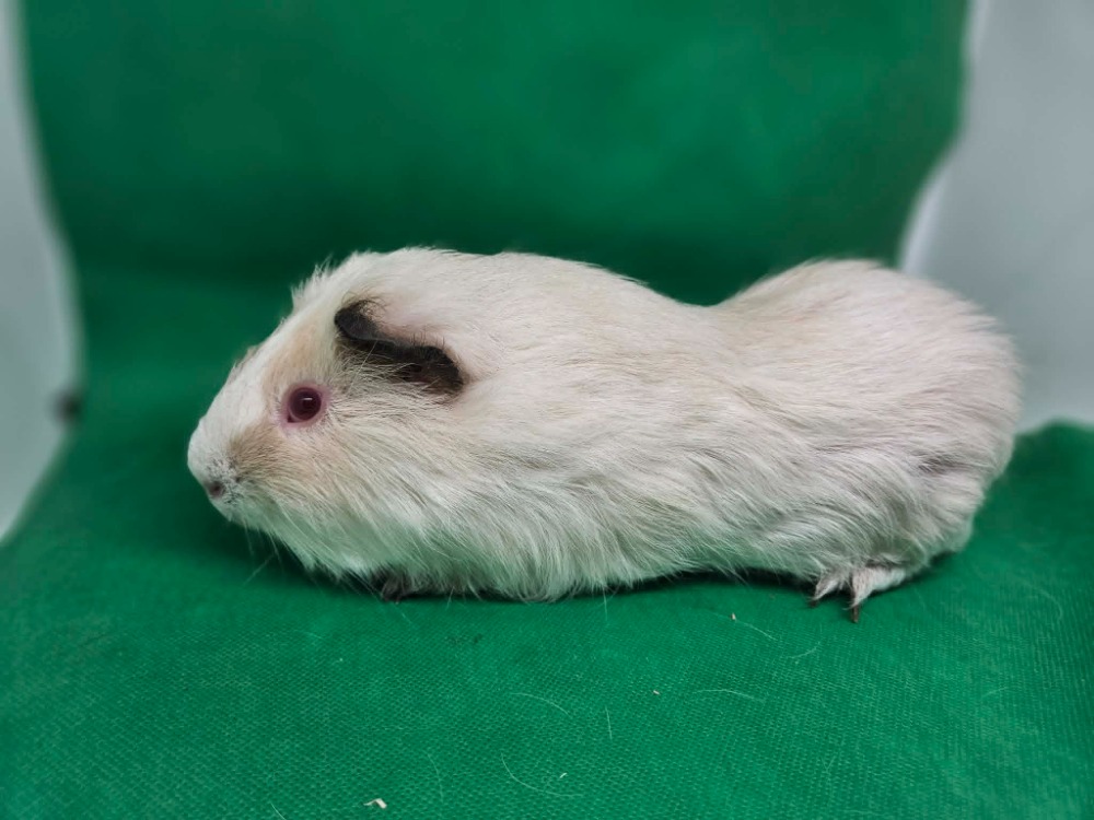 Raffaello