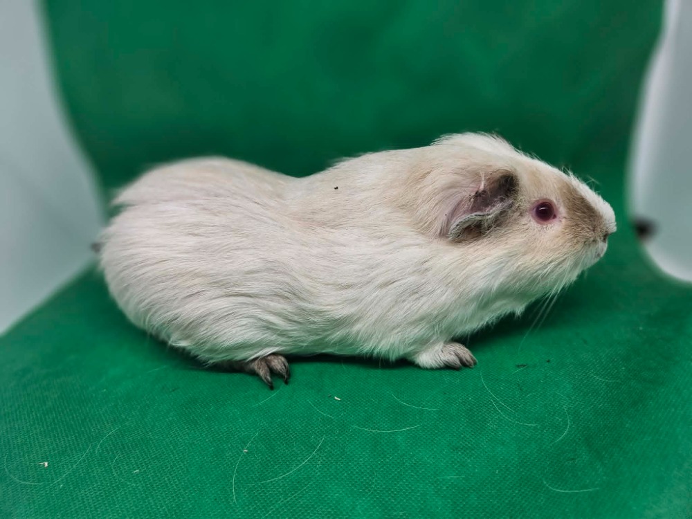 Raffaello