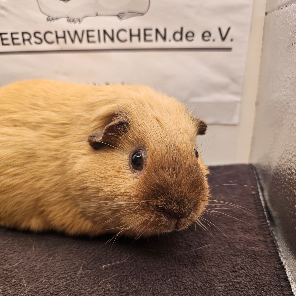 Melvin