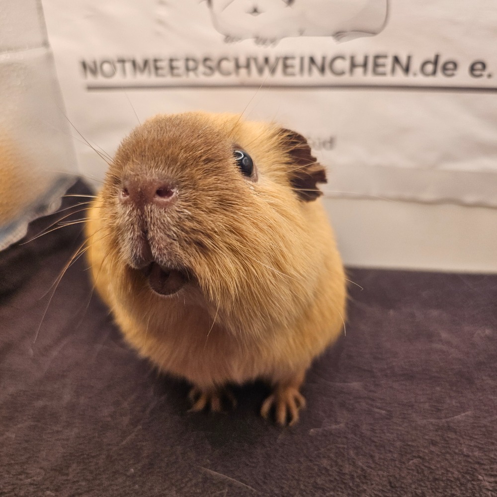 Melvin
