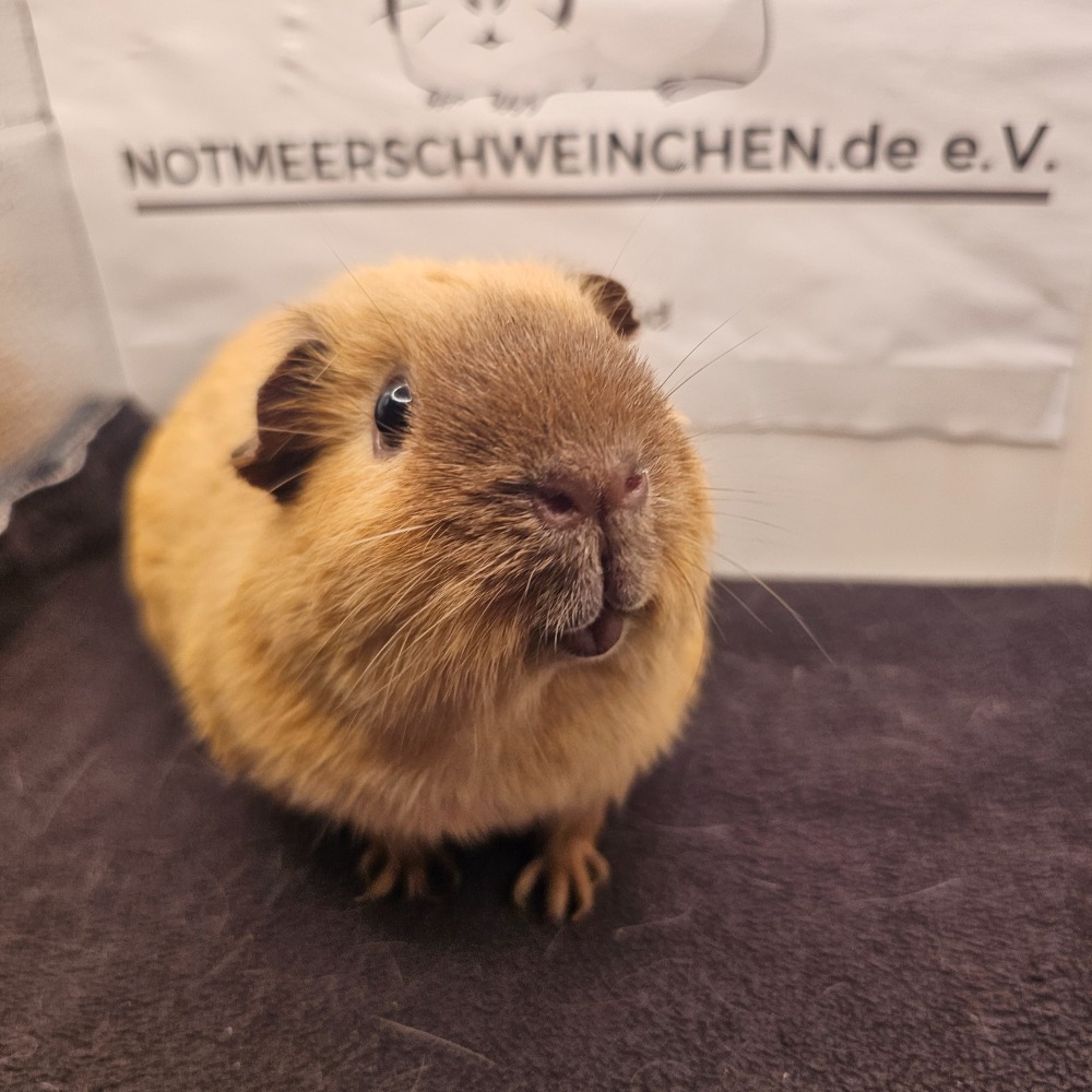 Melvin