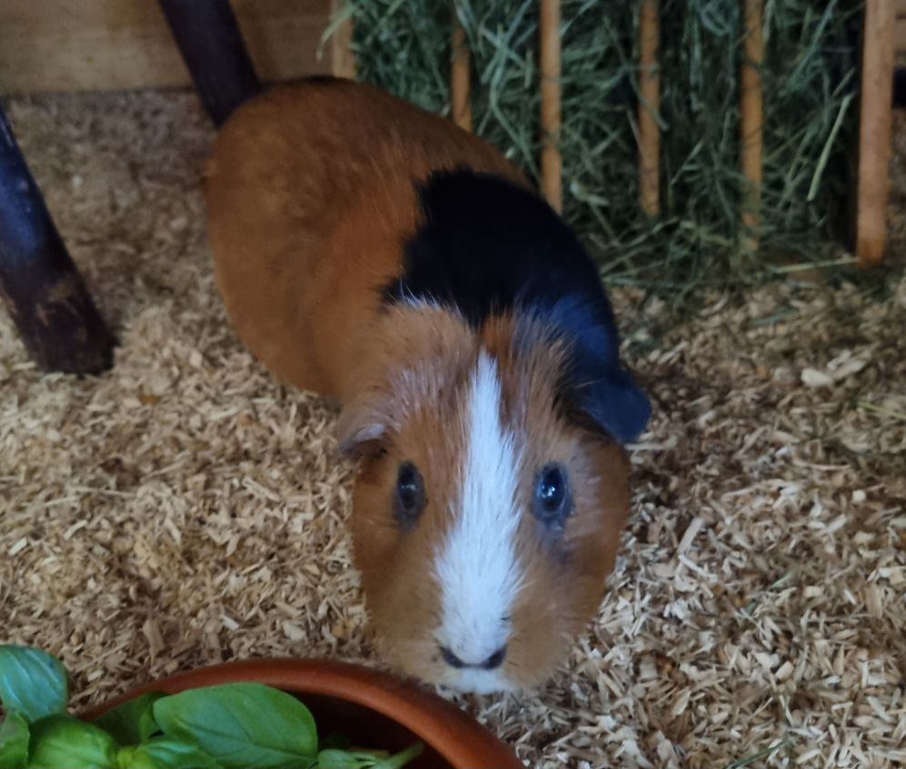 Tammi