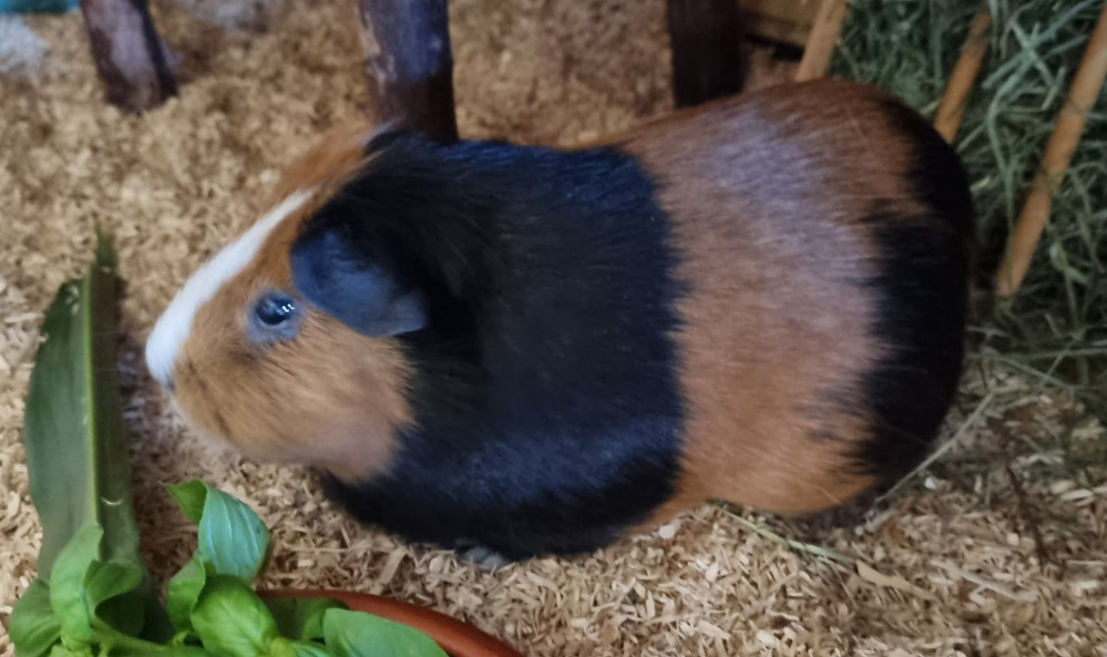 Tammi
