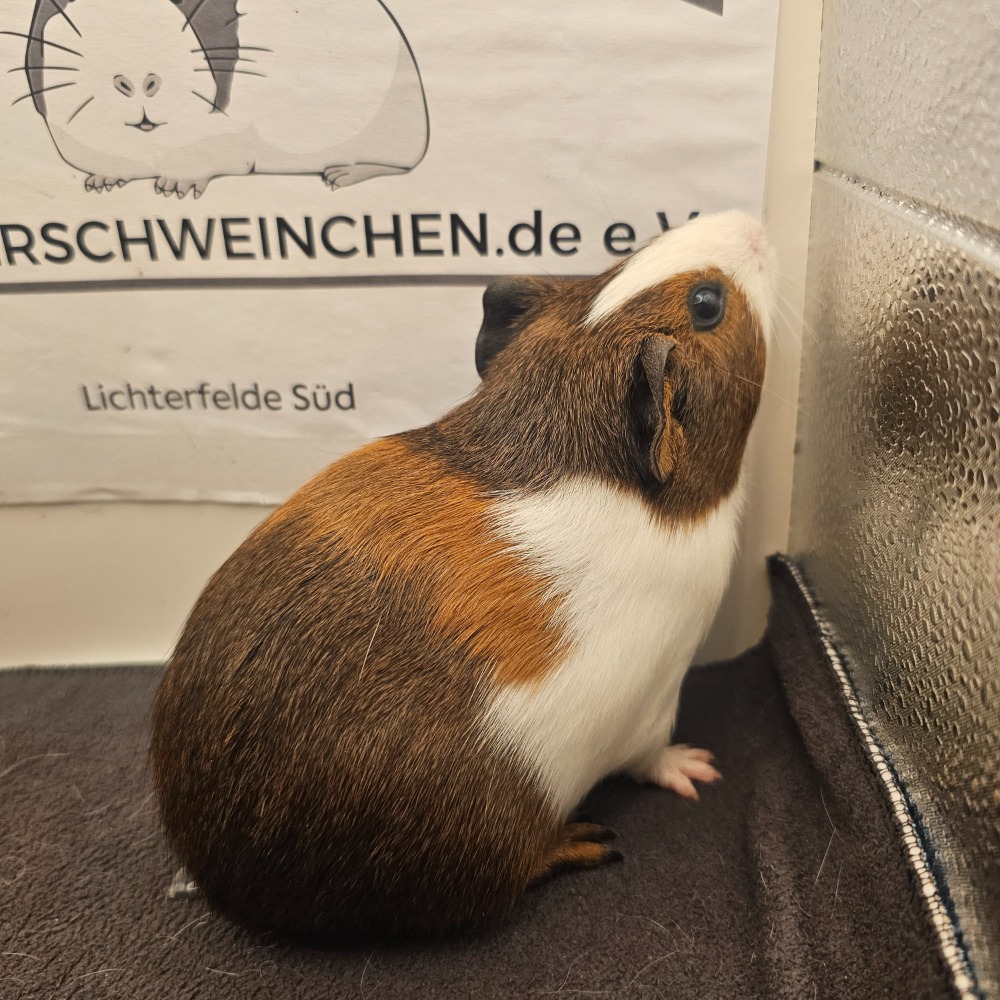 Naseweis