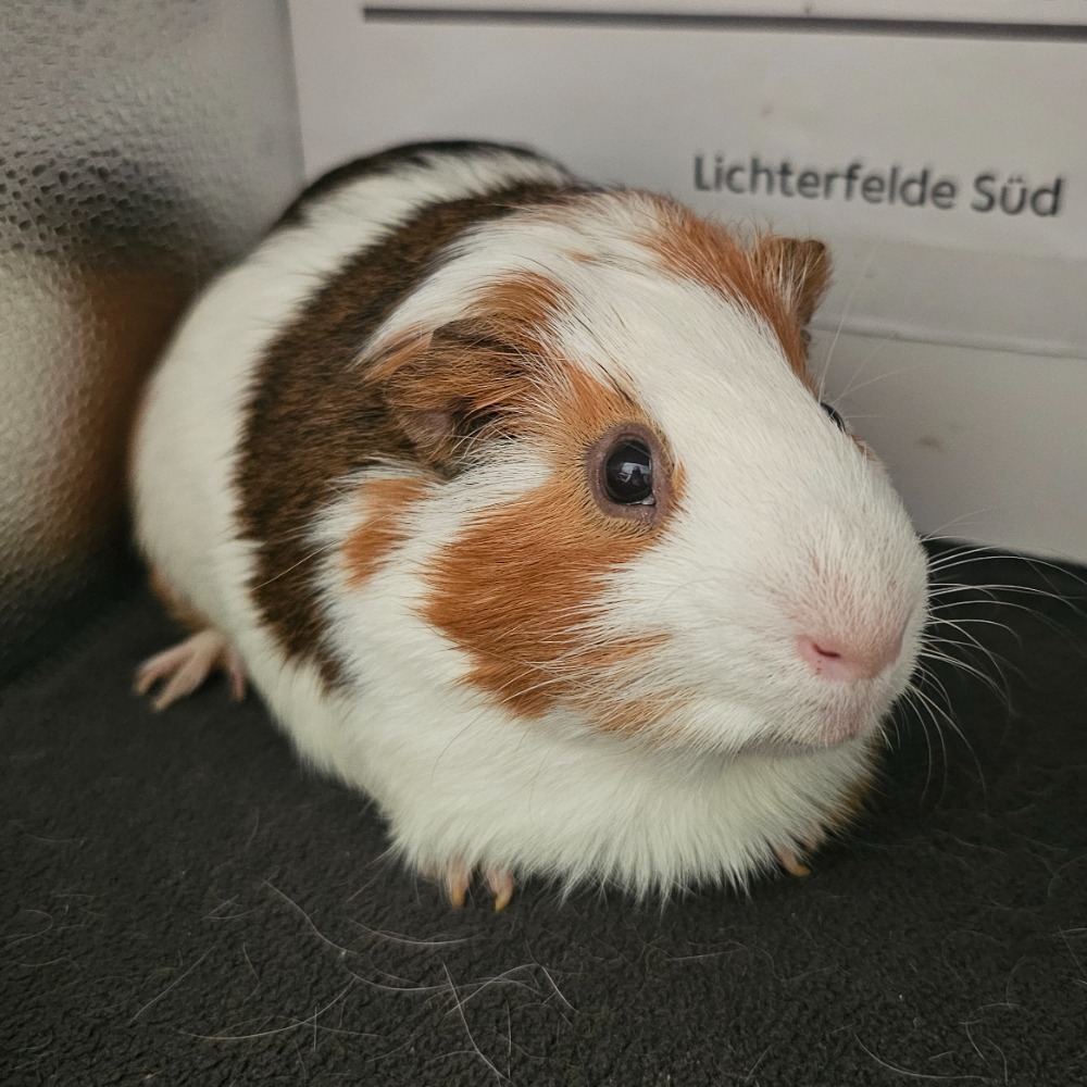 Charlie