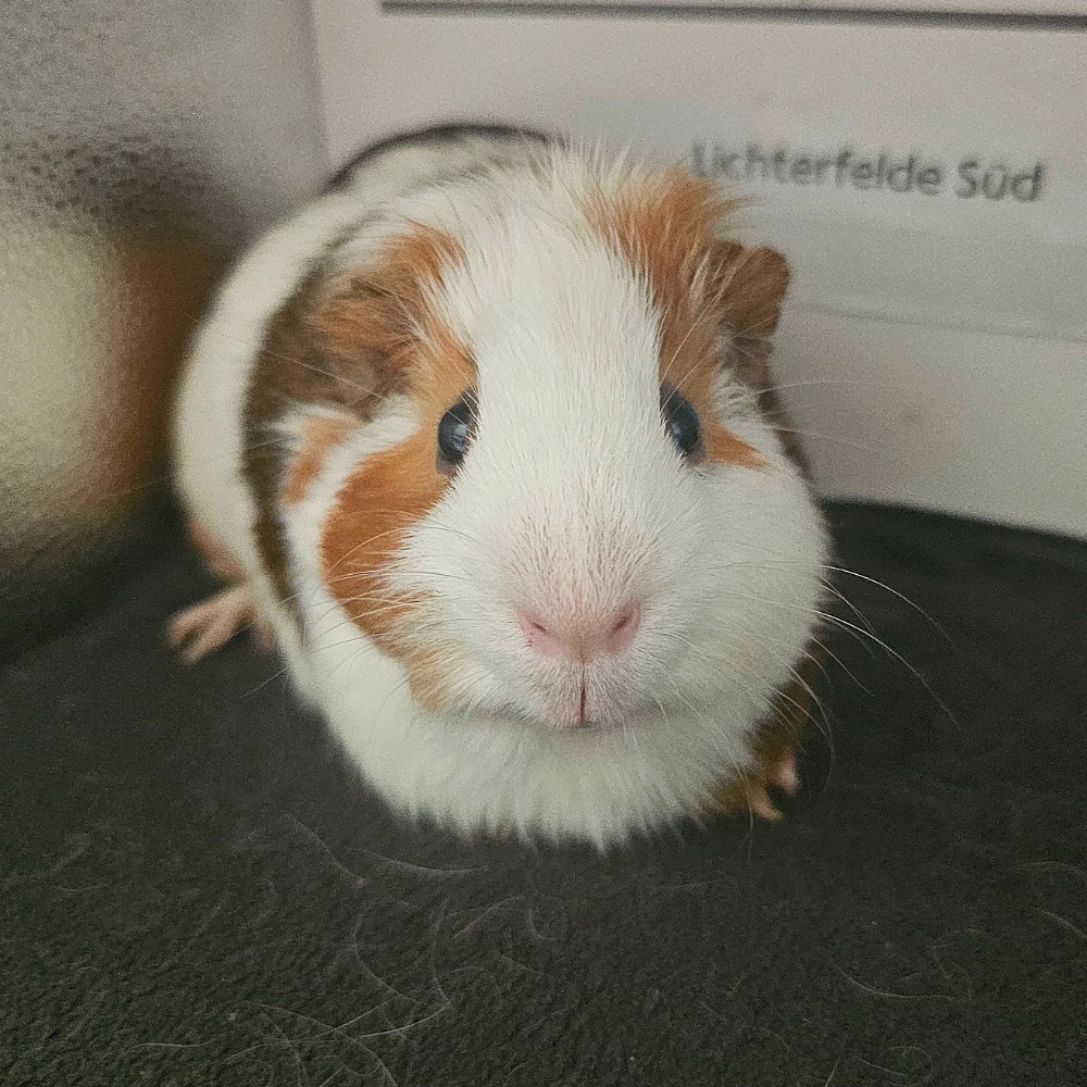 Charlie