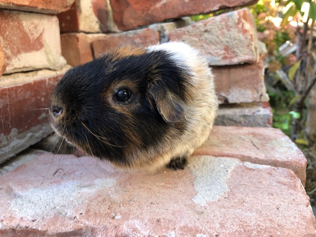 Otto