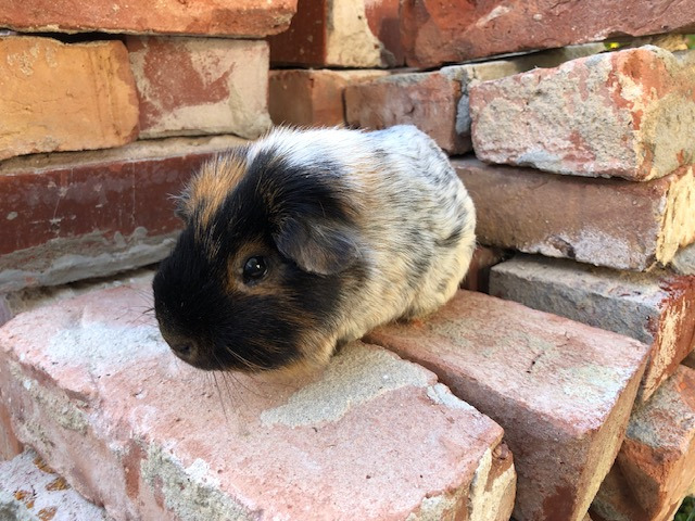 Otto