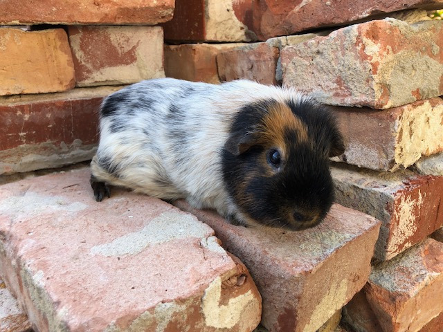 Otto