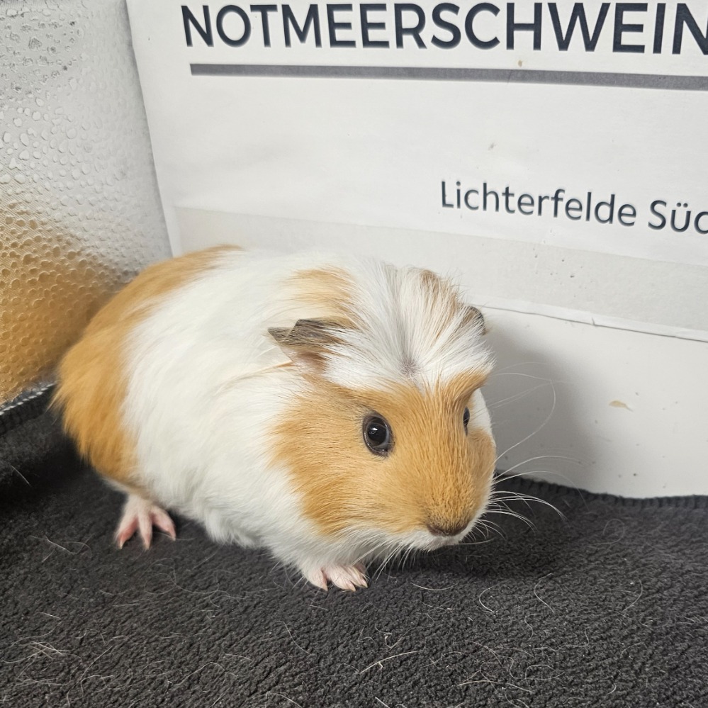 Miro